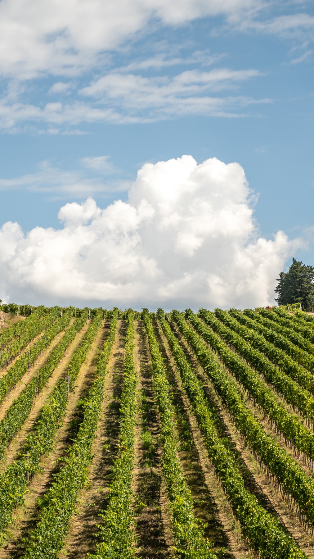 Fabrizio Bianchi Chardonnay